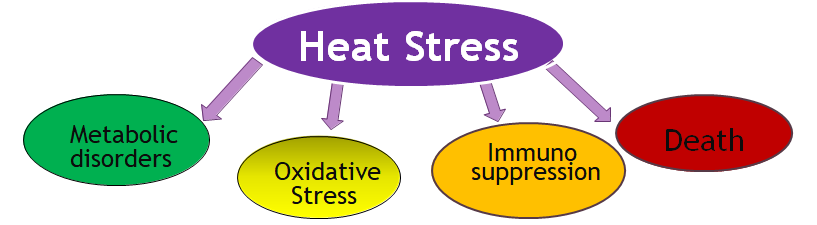 Figure 5: Physiological responses to climate change in form of heat stress.