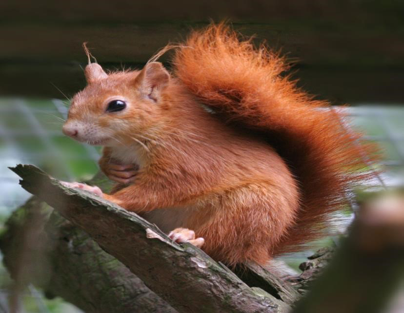 Figure 6: Red Squirrels. CC by Pensthorpe.