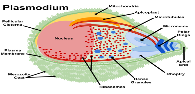Figure 2: The Plasmodium parasite. This image is licensed under Creative Commons Attribution.