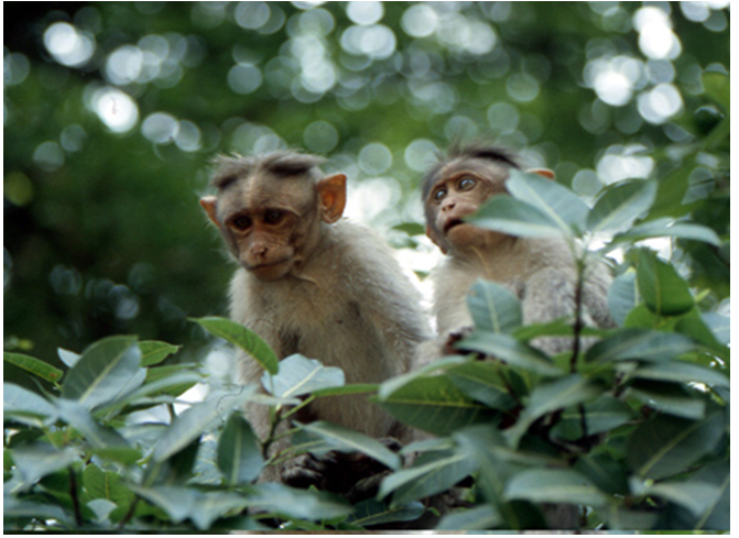 Figure 3: The Macaques. This image is licensed under Creative Commons Attribution.