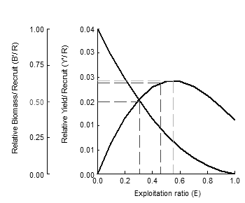 Figure 6: Relative yield per recruit (Y`/R) and biomass per recruit (B`/R) (Knife-edge selection) of Thunnus thynnus collected from Syrian seawater.