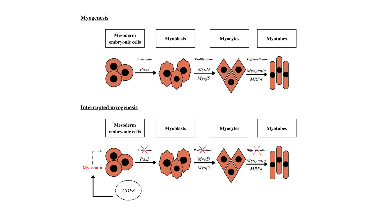 Figure 1: Stages of muscle tissue formation, or the myogenesis process, and mechanisms of gene action. a) Steps in muscle tissue formation, or the myogenesis process, without interference from gene expression regulation mechanisms. b) Stages of muscle tissue formation or the myogenesis process under the influence of myostatin and gene expression regulation mechanisms.