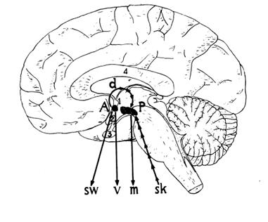 Figure 1: Benzinger and Kitzinger model [19]. (A) Anterior hypothalamus, (P) Posterior hypothalamus, d) internal command pathway, (sw) command pathway of sweat glands, (v) command pathway of skin blood vessels, (m) command pathway of the tissues responsible for thermogenesis, (sk) afferent pathway of information from cutaneous cold receptors, (1) Anterior commissura, (2) Chiasma opticum, (3) Hypophysis, (4) Corpus callosum.