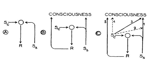 Figure 3: A general scheme of the neuronal model proposed by Hammel (1965) to explain set-point temperature regulation by a synaptic network of hypothalamic neurons [21]. (W) warm-sensitive neuron, (I) temperature-insensitive neuron, (w) heat loss effector neuron having synaptically derived warm sensitivity, (c) heat production effector neuron having synaptically derived cold-sensitivity, (SP) dorsal horn spinal neuron, (OC) optic chiasm, (MB) mammilary body. Graphs show the firing rates (FR) of each neuron, as well as thermoregulatory responses (right) during changes in hypothalamic temperature. Dotted lines indicate the frequency of excitatory (+) and inhibitory (- ) synaptic inputs. Chemical Models: The interest towards this kind of models started thanks to the studies on the microanatomy of the nervous system carried out by Feldberg and Myers [24]. They injected doses of 5-HT, adrenaline and noradrenaline into the anterior hypothalamus of unanesthetized cats obtaining a hypothermic effect. Models derived from those studies are based on the idea that the transmission or the elaboration of thermoregulatory signals is due to the exchange or the production of chemical substances [11].