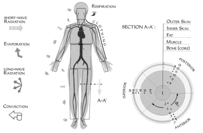 Figure 6: Scheme of the passive component of Fiala’s model [72]. According to Weinbaum’s et al. findings [77], skin is divided into two layers 1 mm in thickness with different physiological properties. The inner skin is the region in which the heat is generated and blood is perfused, while the outer skin contains sweat glands and simulates the evaporative barrier for moisture diffusion through the skin. To consider the asymmetric removal of bodily heat, each body elements, except the face and shoulders, is subdivided spatially into sectors: anterior and posterior, that permit the treatment of lateral environmental asymmetries; inferior segments which, considered hidden by other body part, permit to reduce radiant exchange with the environment. The so modelled cylinder also has a core which is defined to have the same radius of the body element's bone. Despite Stolwijk’s model in which heat flow by radiation is evaluated by means of a local heat transfer coefficient, Fiala’s model considers both short and long wave radiation. The approach is based upon the concept of directional mean surface temperatures of the enclosure around a single body sector using the corresponding view factor. The view factors of the curved body sector surfaces with respect to the enclosure ‘seen’ are based on numerical radiation simulations using detailed 3D human geometry models [78]. One of the most interesting peculiarities of the Fiala’s FPC-model concerns the active system. Unlike Stolwijk’s approach [55,56] where effector commands considered for sweating, vasodilatation, vasoconstriction and shivering are obtained by linear addition of central and peripheral afferent signals errors, Fiala’s FPC model is based upon non-linear relationships validated experimentally [73]. Fiala’s model is worldwide accepted as the reference tool for the prediction of the thermoregulatory response of a man. This is the reason why in a very recent review, it has been extensively tested and compared with a wide database of measurement carried out by 13 different research groups under 43 different expositions (e.g. walking in the cold or in the hot, cycling in moderate and warm environments, wearing protective clothing) both stationary and transient [79]. This investigation revealed good precision in predicting core and mean skin temperatures with a root mean square deviation (RMSD) of 0.26 and 0.92 °C, respectively. Unfortunately, there is a general trend of over-prediction of the forehead head (RMSD=1.63 °C) and thigh skin temperatures (RMSD=1.41 °C) during exercising exposures. This phenomenon is probably due to the impossibility of the model to account an evaporation efficiency less than 100%. However, as stressed by the authors, one of the most difficulties in the validation of thermoregulation models is that the reliability of experimental data is often affected by the accuracy of measurement techniques as thermocouples or infrared thermography, sensors placement and a general lack of information about the local clothing parameters. Unlike Stolwijk’s open source philosophy, the mathematical model of the human thermophysiology by Fiala [72,73] is implemented in a commercially available software [78]. **Tanabe’s Model:** Based on earlier studies by Ozeki et al. [60] the 65MN model proposed by Tanabe et al. was developed in 2002 [60] and reprised in 2013 to account also heat transfer occurring between veins and arteries [67]. It exhibits four main differences with respect to its precursor which will be quickly discussed: • A different partition of the human body; • The presence of clothing; • The integration with CFD numerical experiments; • Some modifications in the active system.