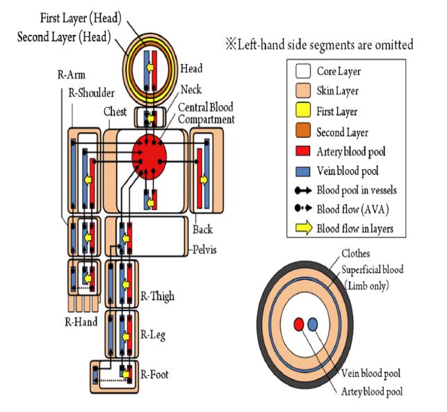 Figure 7: In particular, the blood vessel comprises a central blood compartment, an artery blood pool, a vein blood pool, a surface vein blood pool, and arteriovenous anastomoses (AVA) that connect arteries and superficial veins without exchanging heat with any tissues. For each vessel, the artery and vein blood pools are placed at the center of the core layer in all segments, the superficial veins are placed at the middle of the skin layer in the limbs, and AVA are located in each segment of the hands and feet [80]. During the heat flow calculation stage, the blood flow from the previous segment is assumed to be completely mixed. Because the bloodstream in limb segments varies with the thermal environment, this model simulates physiological phenomena by changing the openness percentage of the AVA to control the blood flow to the surface vein blood pool.