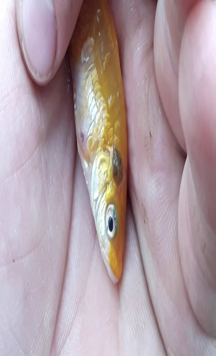 Figure 1: Argulus.