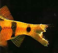 Figure 2: Fin and Tail Rot.