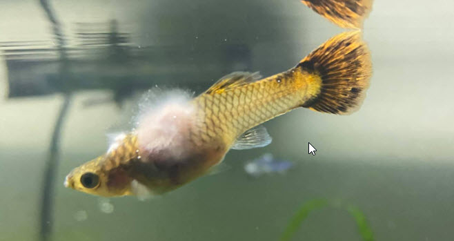 Figure 5: Saprolegniosis.