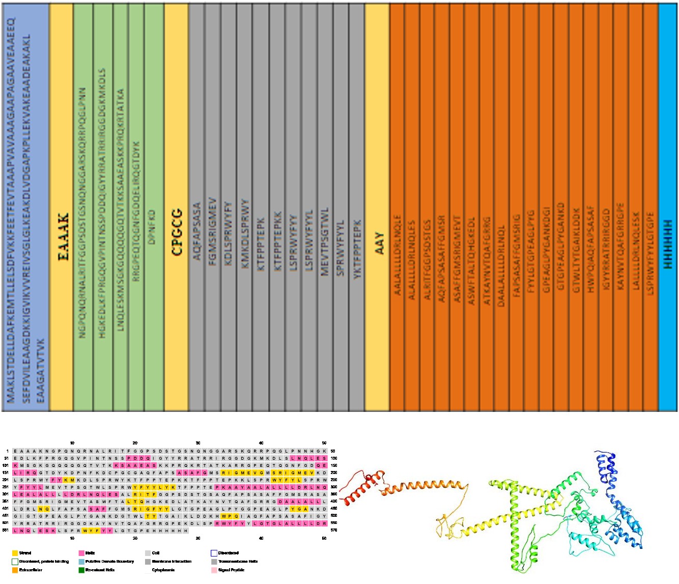 Figure 2: The final sequence for vaccine construct with the molecular weight 77904.42 and 708 amino acids. The complete vaccine sequence was given in supplement paper. The antigenicity was estimated 0.6327 without using adjuvant and 0.5833 by using 50S ribosomal adjuvant in protein sequence. It was concluded from the results that the vaccine construct is antigenic in nature either it is attached with adjuvant or not.