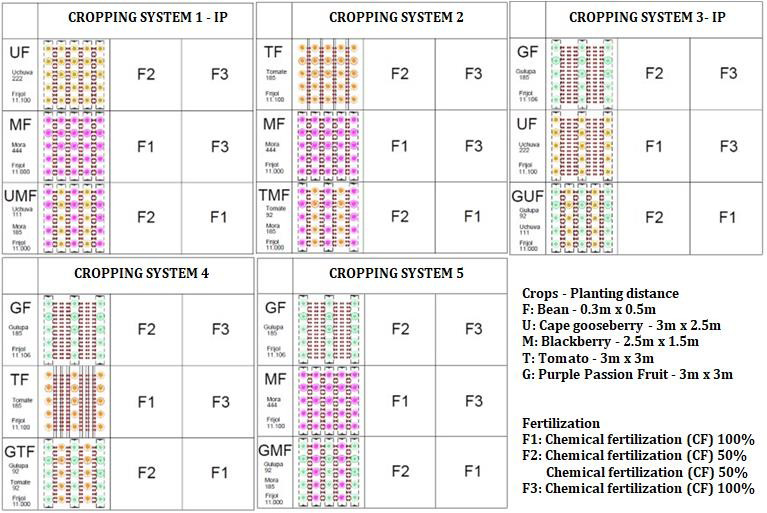 Figure 1: Intercropping systems evaluated in the project. Cape gooseberry, blackberry and bean, system 2. Tree tomato, blackberry and bean, system 3. Purple passion fruit, cape gooseberry and beans, system 4. Purple passion fruit, tree tomato and bean and system 5. Purple passion fruit, blackberry, and bean.