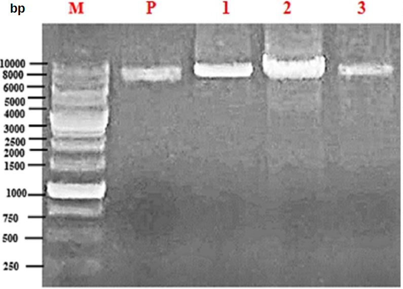 Figure 1: Agarose gel image of mutant CATPOs obtained by site-directed mutagenesis. M: marker, P: positive control (wild-type CATPO); 1:H214A; 2, K248A; 3, D224A.