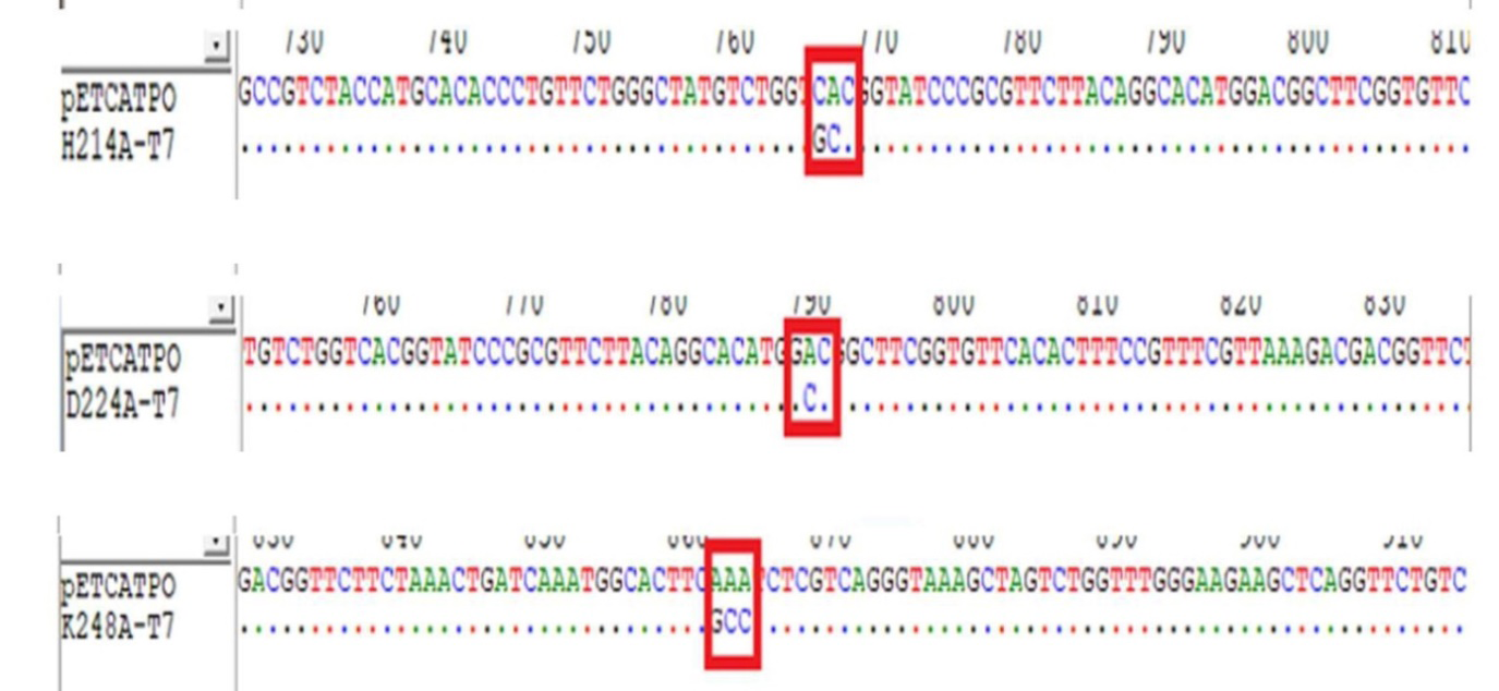 Figure 2: Results of the pairwise sequence alignment of the wild type CATPO and its variants, generated with the program Bioedit.