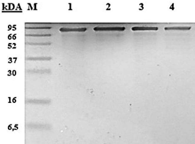 Figure 3: SDS-PAGE gel image of proteins purified by chromatography using a nickel-bound column. M: Protein Marker (Low molecular weight-SDS marker, Bio-Rad); 1: wt-CATPO, 2: H214A; 3: K248A; 4: D224A.