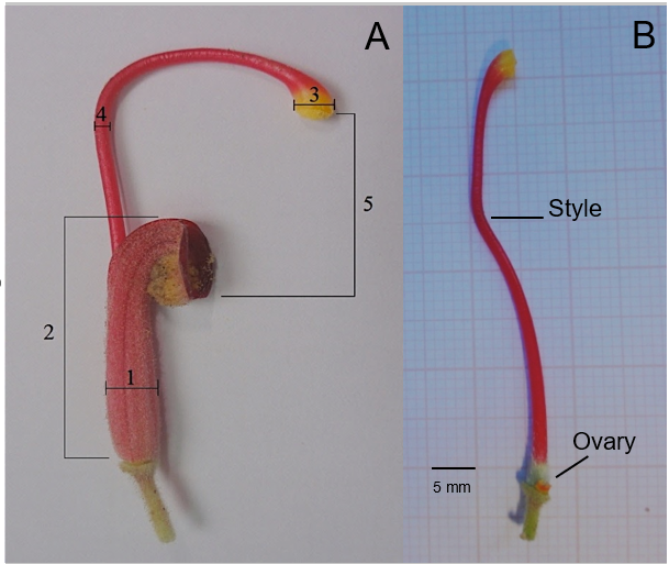 Figure 2: Grevillea banksii flower. A: showing how the structures were measured (Legend: 1-Calyx diameter; 2-Calyx length; 3-Stigma diameter; 4-Style diameter; 5-Length from stigma to androecium); B: flower without the calyx, showing its structures and exposing the position of the ovary.