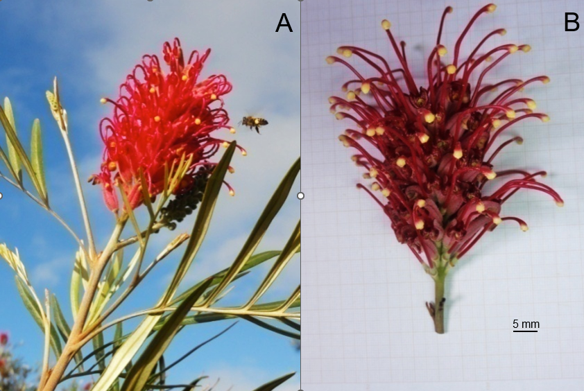 Figure 3: Photos of Grevillea banksii inflorescences at the Setiba Environmental Protection Area. A: showing the terminal inflorescence; B: showing the size of the inflorescence.