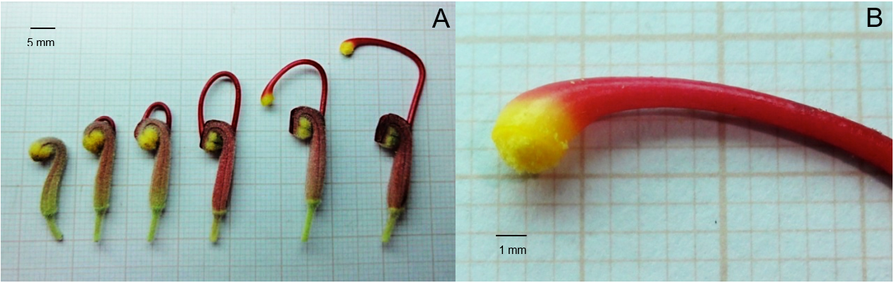 Figure 4: Grevillea banksii flowers in different maturation stages (A) and G. banksii stigma impregnated with pollen (B).