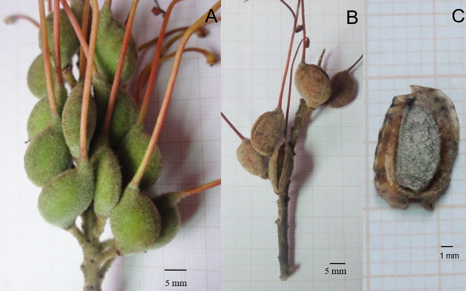 Figure 5: Immature fruits of Grevillea banksii (A) and dry fruits showing the opening (B) through which the seeds are expelled (C).