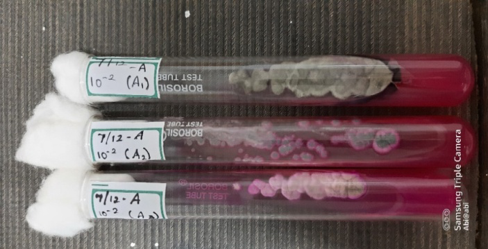 Figure 10: Pure Cultures of Sample A.