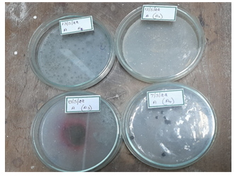 Figure 12: Plastic Degrading Fungal Isolates in Minimal Medium Added With Ldpe Powder.