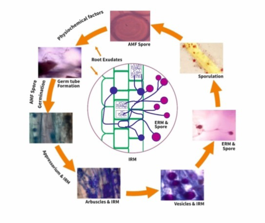 Figure 2: Structural characterization and development of AM Fungal infection within the host cell and their life cycle in the soil ecosystem.