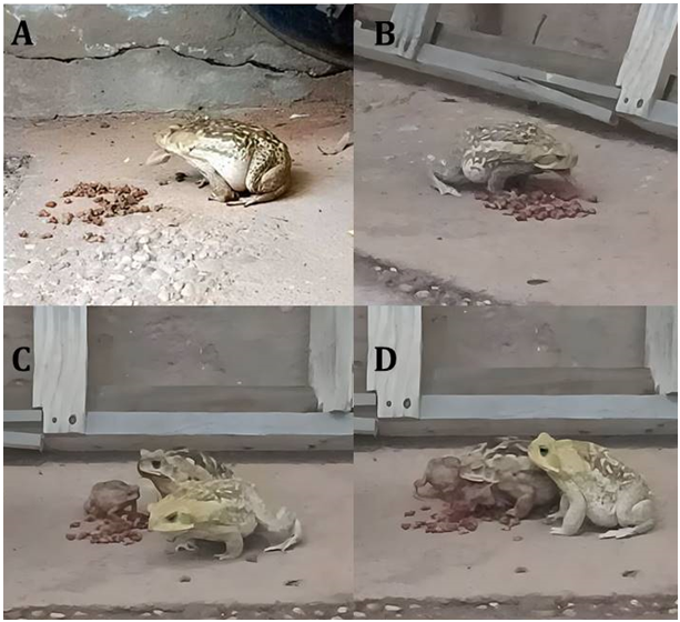 Figure 1: Individuals of Rhinella diptycha feeding on pet food, municipality of Picos, state of Piauí, northeastern Brazil.