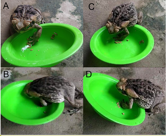 Figure 3: Individual of Rhinella diptycha feeding on pet food, municipality of Barras, state of Piauí, northeastern Brazil.