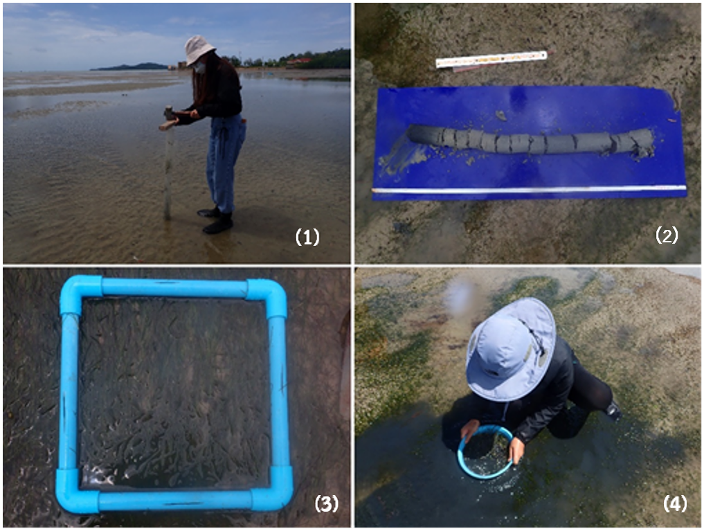 Figure 3: Acquiring sediment and seagrass samples involves: (1) Employing a core for soil sample collection. (2) Assessing soil measurements using a rod. (3) Identifying the seagrass sampling zone through the deployment of a 25x25 cm quadrat. (4) Clearing soil debris from seagrass by combing it with a basket.