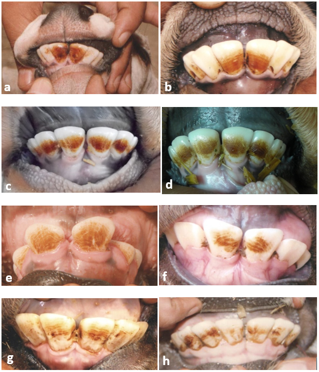 Figure 1: Moderate to severe dental fluorosis in calves of cattle (a-d) and buffalo (e-h) of different ages characterised with regular /irregular striated and horizontal deep brownish or blackish (d) pigmentation on the front teeth and swelling and recession of the gums.