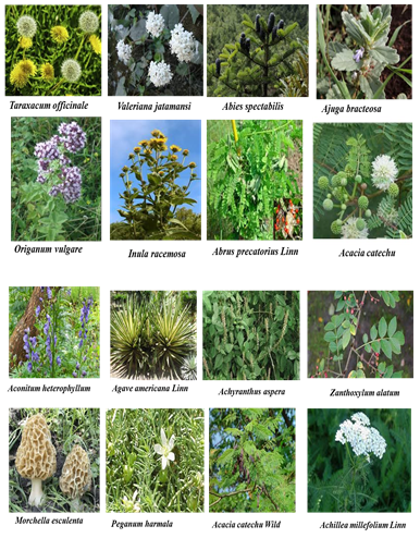 Figure 1: List of some commonly used Medicinal plants.