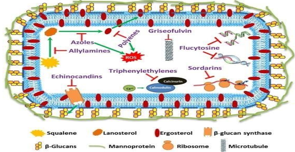 Figure 1: ** New Cellular Targets Including Mode of Action of Antifungal Drugs.