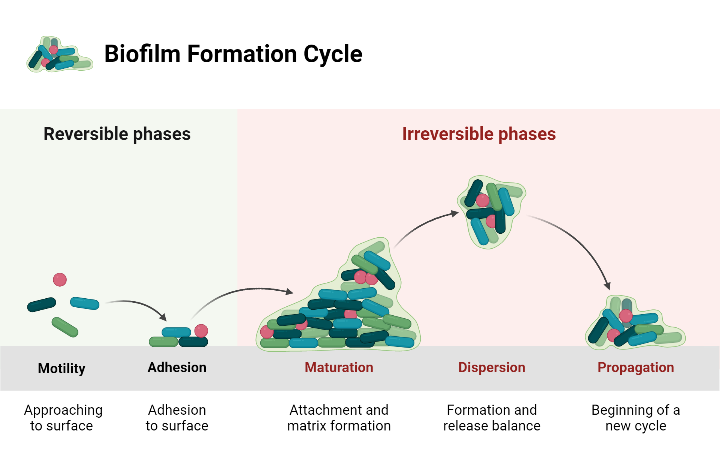 Figure 1: A diagram showing the biofilm development stages. It is clear that the bacterial biofilm moves to approach the surface in the first stage, attaches to the surface in the second stage, forms an irreversible matrix in the third stage, starts to form and releases the balance in the fourth stage, and begins a new cycle in the final phase. The diagram was generated using the BioRender.com.