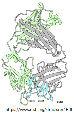 Figure 11: 4HDI: 3E5 IgG3 FAB from Mus Musculus.