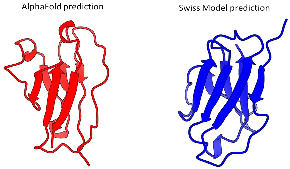 Figure 9: Primitive invertebrate antibody-final predictions.