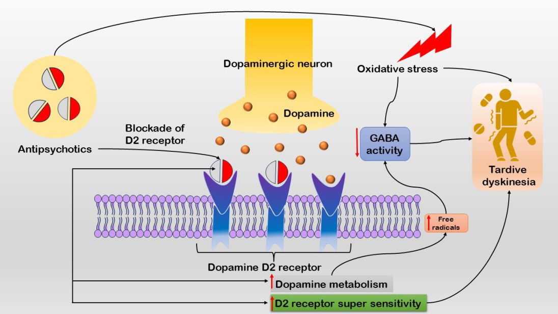 Figure 1: The figure illustrates the mechanisms underlying TD. Chronic exposure to dopamine receptor blocking agents, especially first-generation antipsychotics, leads to dopamine receptor up regulation and supersensitivity, resulting in dysregulated neurotransmission in the nigrostriatal and mesolimbic pathways. Additionally, antipsychotics induce oxidative stress by promoting reactive oxygen species (ROS) formation and impairing antioxidant defenses, leading to reduced GABA activity.