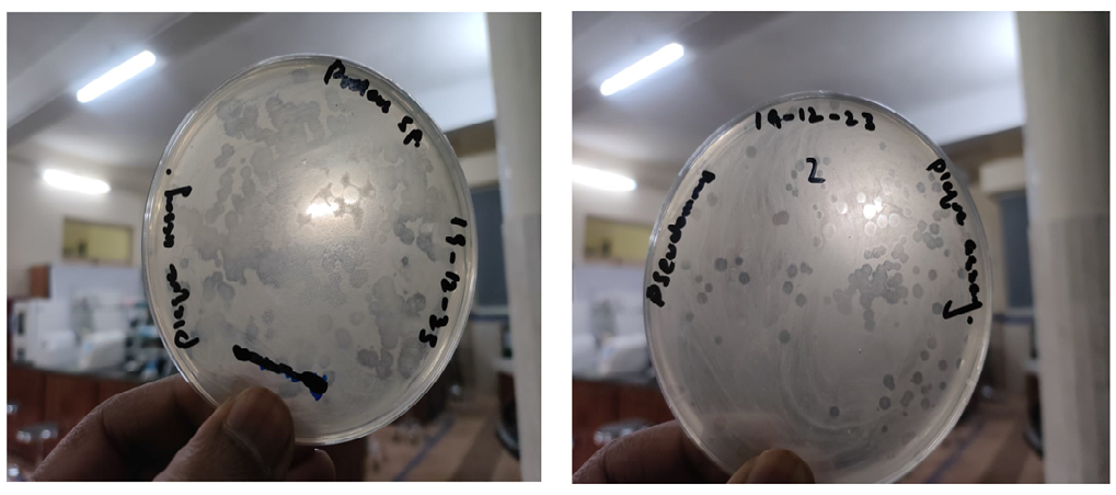 Figure 2: Represents spot assay results against P. aureginosa.