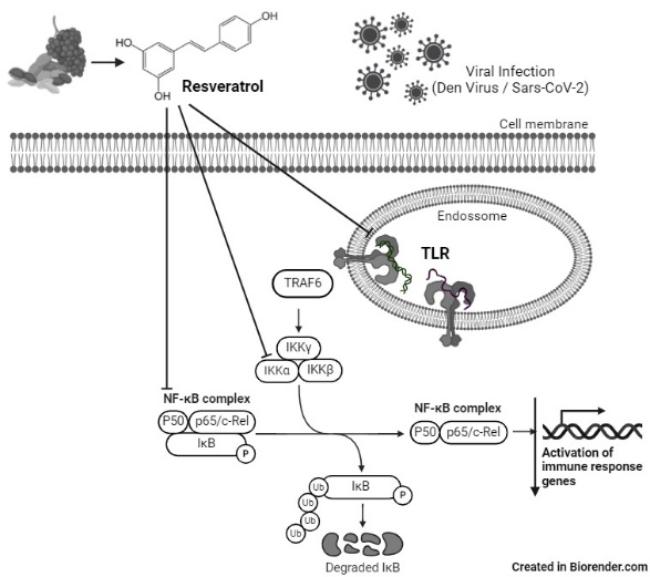 Figure 1: Resveratrol’s antiviral mechanism focuses on activating a complex network of host immune defense responses.