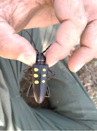 Figure 4: Specimens of Cerambyx cerdo found in traps, marked with coloured enamel.