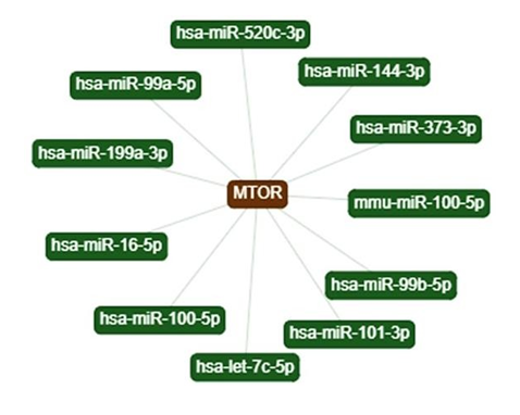 Figure 4: mTOR is the Direct Target of Mentioned microRNAs.