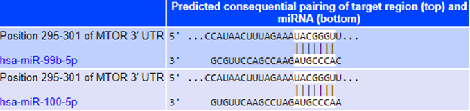 Figure 5: Consequential Pairing of Target Region on mTOR.