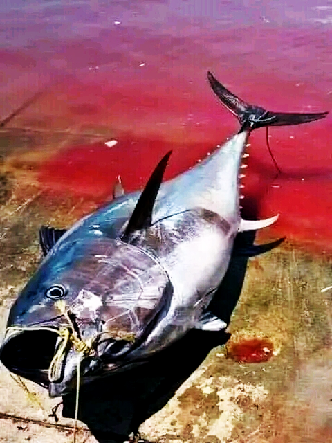 Figure 2: Thunnus obesus with 182cm TL, caught from the coast of Baniyas City.