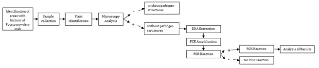 Figure 1: Flowchart to Illustrate Experimental Process.