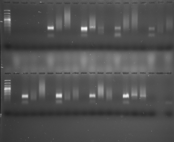 Figure 2: S. Subterranea Structures (C - Cystosori and P - Plasmodia) Observed Under a 40X Microscope Inside the Roots of the Different Species Collected.