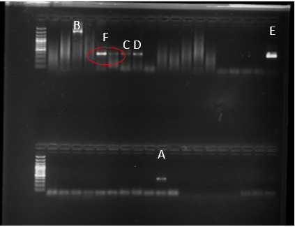Figure 5: Fragment Amplified with the Primer PNS1-BET1 from S. Tuberosum (A) and T. Repens (B) For P. Betae.