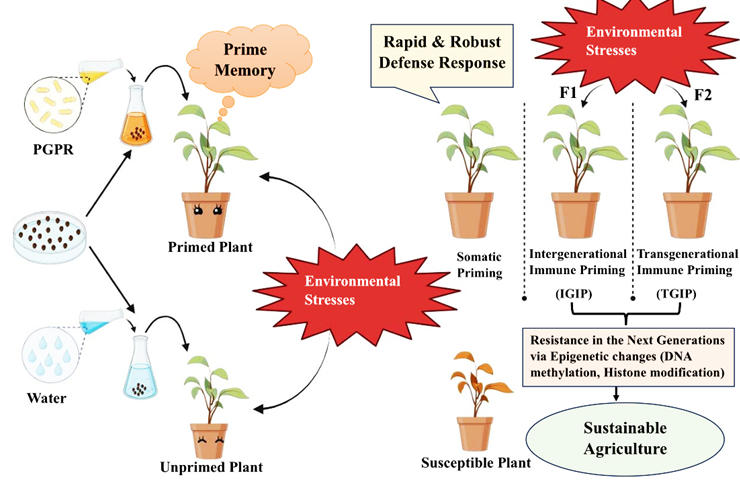 Figure 1: PGPR-mediated defense priming enhances plant resilience to environmental stresses and induces somatic memory, termed as somatic priming. Furthermore, this priming can be inherited by progeny, resulting in intergenerational and transgenerational immune priming. Epigenetic modifications, including DNA methylation and histone modification, facilitate this inheritance mechanism. Compared to unprimed plants, primed plants display heightened resilience to stresses and transmit this enhanced defense capability to future generations through epigenetic mechanisms, offering sustainable solutions in agriculture.