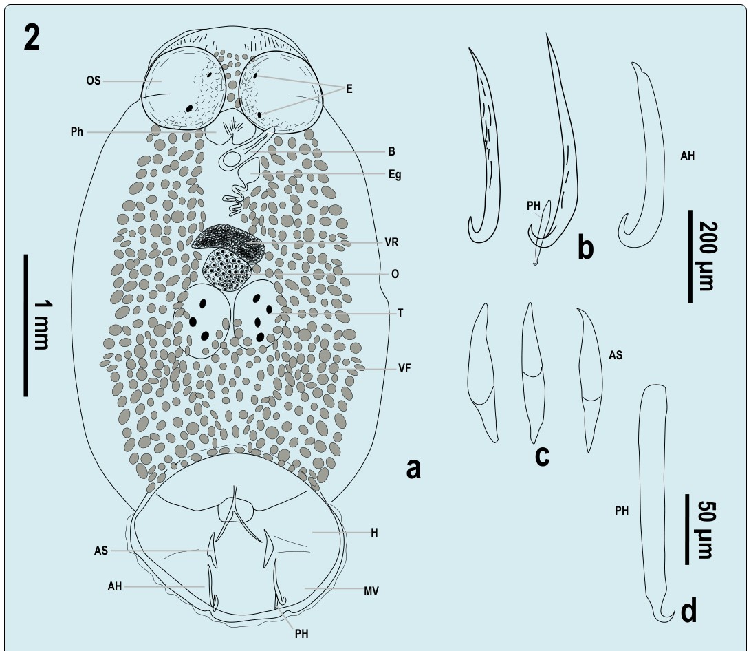 Figure 2: Total view of Pseudobenedenia lauriei Szidat 1965: E – eyes, OS – oral sucker, Ph– pharynx, B – bursa, Eg – egg, VR – vitelline reservoir, O – ovary, T – testes, VF –vitellaria filed, H – haptor, MV – marginal valve, AS – accessory sclerite, AH – anterior hamulus, PH – posterior hamulus. 2b: AH – anterior hamuli (not in profile, from three different specimens, PH – posterior hamulus in its natural adjacent position to anterior hamulus; 2c: accessory sclerites; 2d posterior hamulus, in profile.