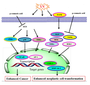 Figure 10: Mechanism of p-coumaric acid against cancer.