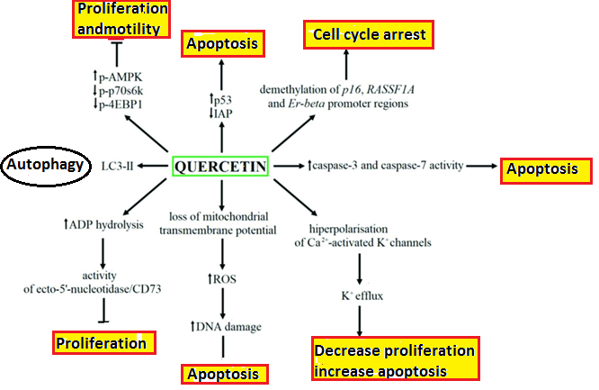 Figure 4: molecular mechanism of Quercetin.