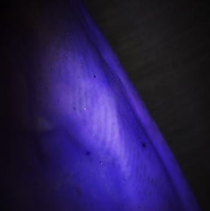 Figure 5: Fluorescence Powder Used on Plastic Glove; Captured in VSC UV Light.