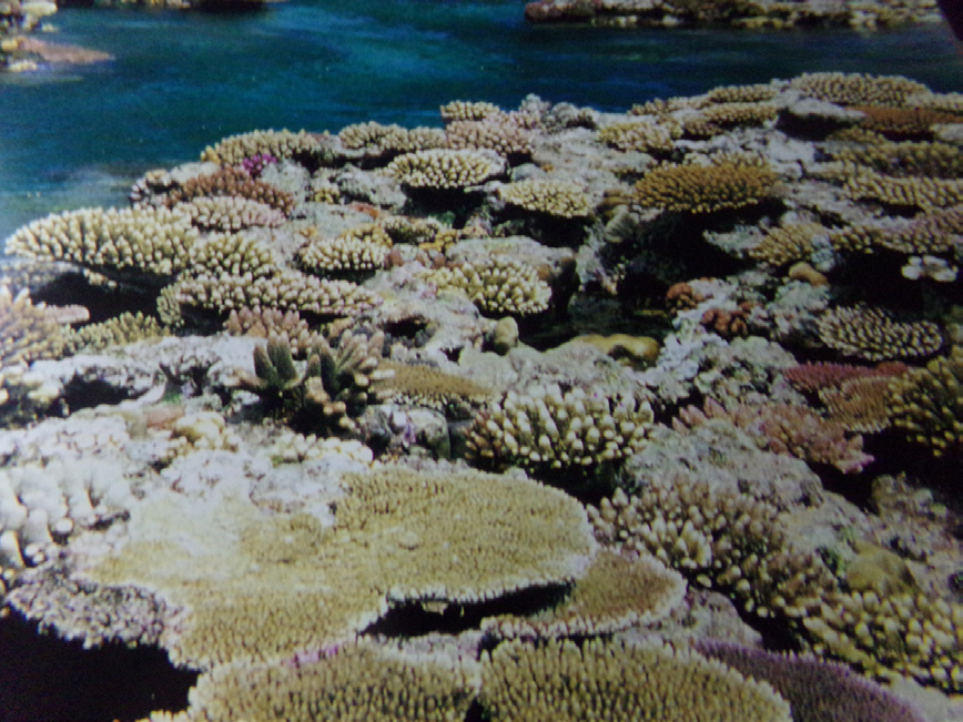 Figure 3: General view of corals species.